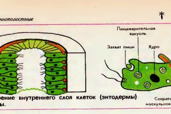 Black sprut зеркало рабочее