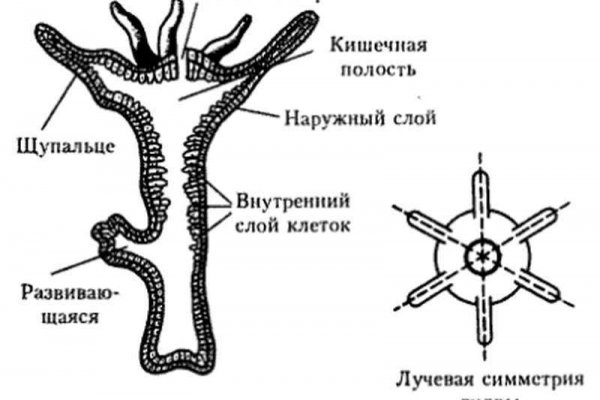 Тор браузер blacksprut blackprut com